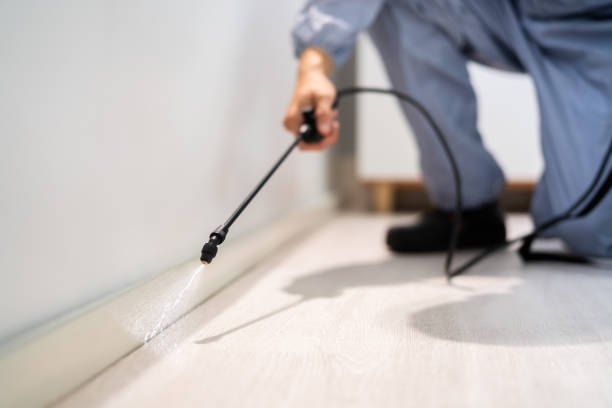 Licensed Termite Control service in St. James, NY - Nex Pest Control