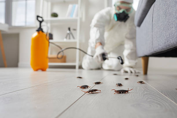 Affordable Termite Control solutions in St. James, NY